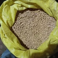 نخود دیم|خوردنی و آشامیدنی|تایباد, |دیوار