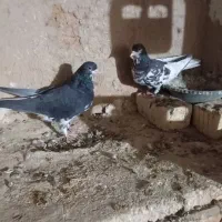 چند جفت شهری خوب با جوجه.داریون|پرنده|شیراز, داریون|دیوار