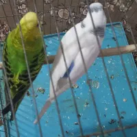 یک جفت مرغ عشق ماده|پرنده|پاکدشت, پاکدشت (مامازند)|دیوار