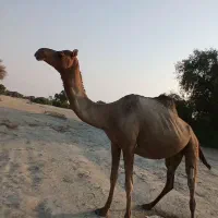 فروشی|حیوانات مزرعه|میناب, |دیوار