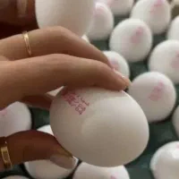فروش مستقیم تخم مرغ از مرغداری