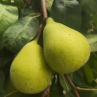 گلابی سر درختی|خوردنی و آشامیدنی|قائم‌شهر, |دیوار