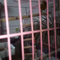 پرنده قناری|پرنده|برازجان, |دیوار