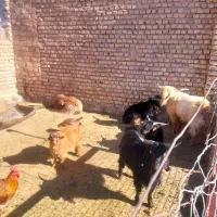 چبش فروشی|حیوانات مزرعه|سرداران, |دیوار