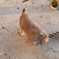 فروش توله سرابی