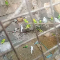 مرغ عشق|پرنده|میناب, |دیوار