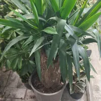 گل طبیعی آپارتمانی سانسوریا ابلق12شاخه ریشه پر|گل و گیاه طبیعی|فردیس, شهرک وحدت|دیوار