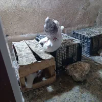 کبوتر|پرنده|تهران, وحیدیه|دیوار