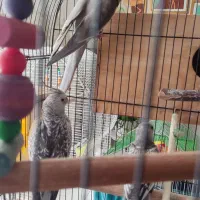 فروش طوطی نژاد ایزابلا و وایت فیس بهمراه دوتا جوجه|پرنده|لنگرود, |دیوار