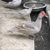 مسکویی نقره ای....بالغ|حیوانات مزرعه|عباسآباد, |دیوار