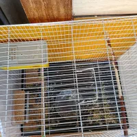 قفس عروس و مرغ عشق