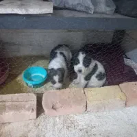 واگذاری دو عدد توله آلابای نر و ماده