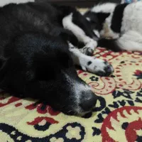 سگ پاکوتاه ماده بی پناه و خسته|سگ|خرمآباد, |دیوار