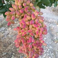 سرمایه‌گذاری پرسود برای افزایش درآمد باغداران