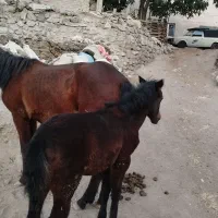 اسب ۳ ساله همراه با کره|اسب و تجهیزات اسبسواری|خلخال, |دیوار