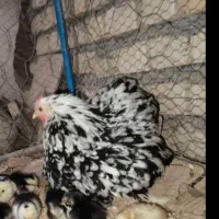 مرغ وخروس کوشین بلک متلد اصل