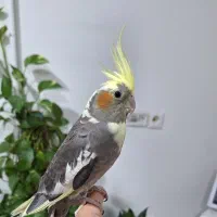 عروس هلندی نر ابلق