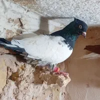 ۶تا کفتر دوتا سار ماده ۴تا کفتر صید کله  دم سفید