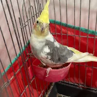 عروس هلندی نر