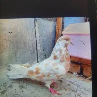 ۷ عدد کبوتر  پرشی گرفتنی