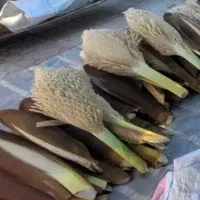 گرده نر غنامی