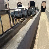 گوساله نر