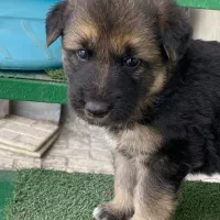 توله ژرمن شپرد|سگ|نوشهر, |دیوار