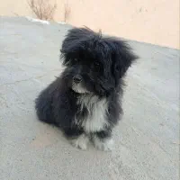 پاپی خوشگل و ناز خیلی اروم