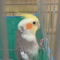 یک جفت عروس هلندی جوان نر و ماده و یک جفت مولد|پرنده|شیراز, شهرک گلستان|دیوار