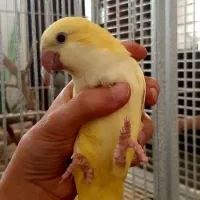 طوطی راهب.جوجه سرلاکی و نرم خور.همه رنگ.