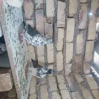 کبوتر پرشی سوسکی