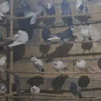 کبوترای پرشی|پرنده|قم, عمار یاسر|دیوار