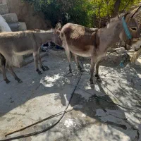 الاغ ماده|حیوانات مزرعه|کوهمره, |دیوار