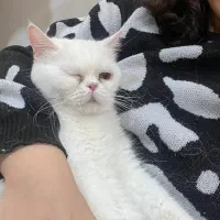 واگذاری گربه