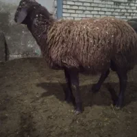 ۴راس بره نر