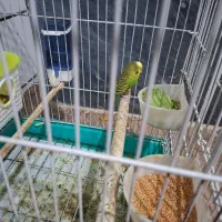 مرغ عشق با قفس|پرنده|شوش, |دیوار