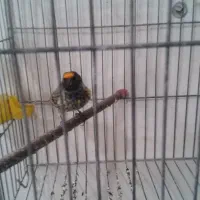 سهره گلبسر قناری فنچ