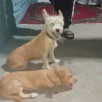 سگ پاکوتاه