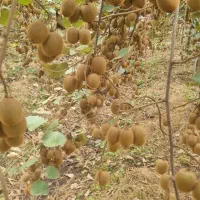 ۴۰ تن کیوی درشت موجود هست|خوردنی و آشامیدنی|حویق, |دیوار