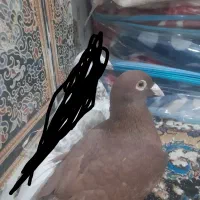 کبوتر فروشی