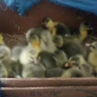 جوجه غاز دورگه سالم سرحال ۳روزه تعداد۲۱تا