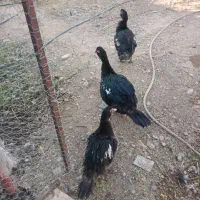 اردک اسرائیلی|حیوانات مزرعه|بسطام, |دیوار