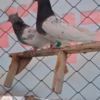 کبوتر