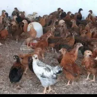 حراج جوجه مرغ خروس 50روزه دورگ محلی شیراز