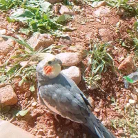 عروس هلندی