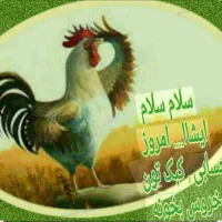 مرغ و خروس محلی جوان با گوشت لذیذ|حیوانات مزرعه|سیرجان, |دیوار