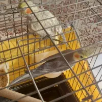 عروس هلندی مولد به شرط|پرنده|محمدیه-قزوین, |دیوار