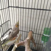 پرنده عروس هلندی|پرنده|ری, علایین|دیوار