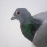 نرفروشی مسافت بلند