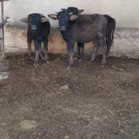 گاومیش|حیوانات مزرعه|کربال, |دیوار